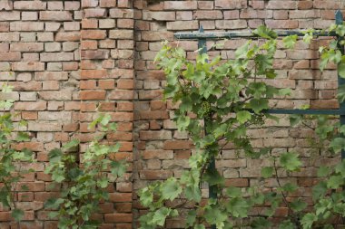 Sarmaşık bitki kırmızı tuğla duvar zemin üzerine yeşil yaprakları ile