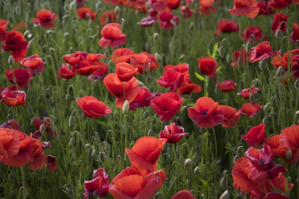 Été et printemps, paysage, graines de pavot . — Photo