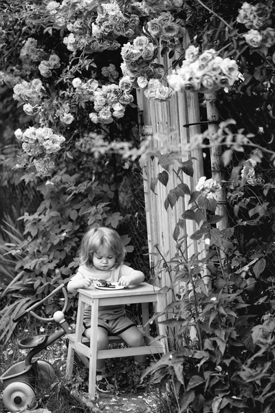 Kicsi fiú eszik közelében rózsabokor — Stock Fotó