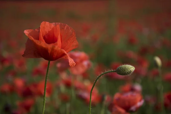 Mák setý, botanických rostlin, ekologie. — Stock fotografie