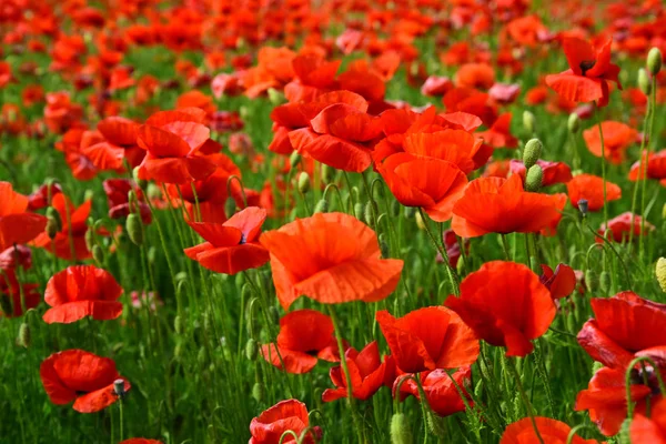 Giorno della memoria, Giorno dell'Anzac, serenità . — Foto Stock