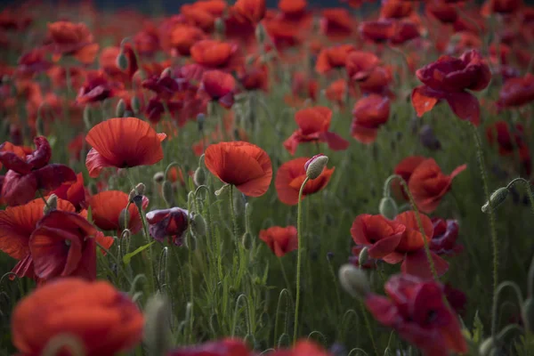 Květiny Červené máky kvetou na divokém poli. — Stock fotografie