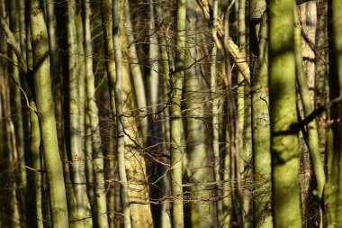 Eski güneş ışığı altında sonbahar ormandaki ağaçlar Kuru.