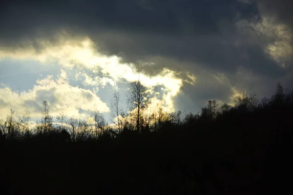 Silhouettes of black trees without leaves. Autumn landscape concept.