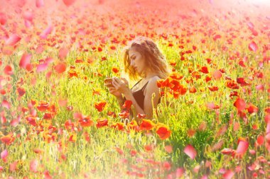 Çiçek açan çiçekler ağaç. Çiçek açan Sacura ağaç