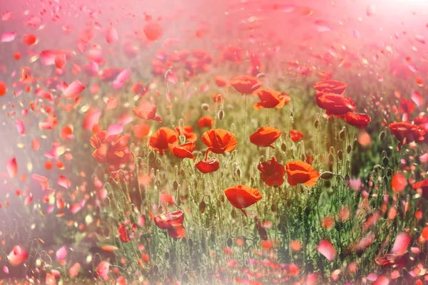 Flowers in meadow. Poppy flowers meadow — Stock Photo, Image