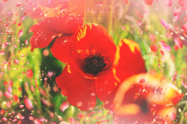 Flowers in meadow. Poppy flowers meadow — Stock Photo, Image