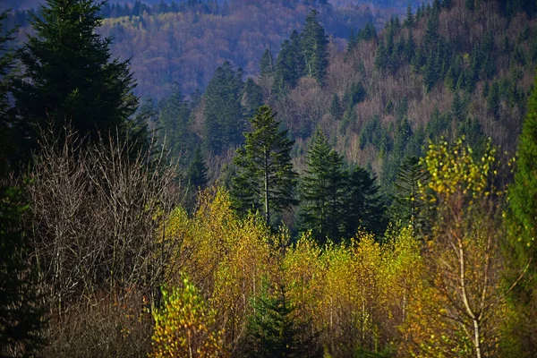 Dağ sonbahar manzarası ile renkli orman, ağaçlar Sarı yaprakları ile — Stok fotoğraf