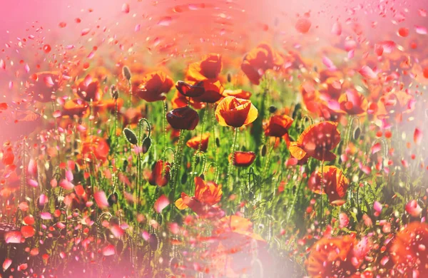 Red poppy flower. Poppy meadow. — Stock Photo, Image