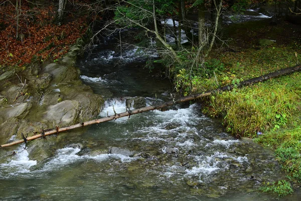 Rivière ou ruisseau de montagne en forêt. Source d'eau — Photo