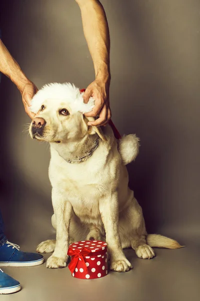 Pies Labrador w czapkę Mikołaja — Zdjęcie stockowe
