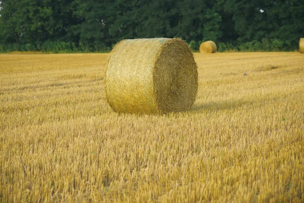 Széna bála száraz pályán, mezőgazdaság — Stock Fotó