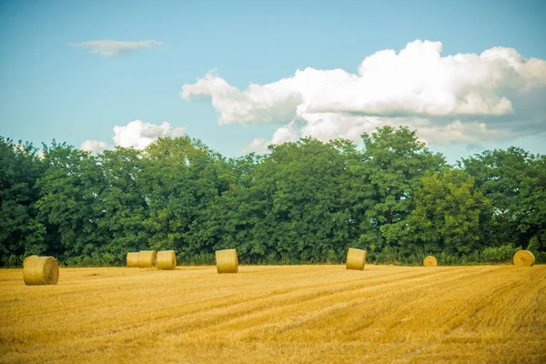 Haylages rolde op gemaaid gras, voedergewassen — Stockfoto