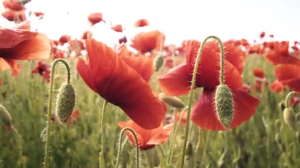 Ojczyzna Zachód Słońca Polu Sunrise Opium Pole — Wideo stockowe
