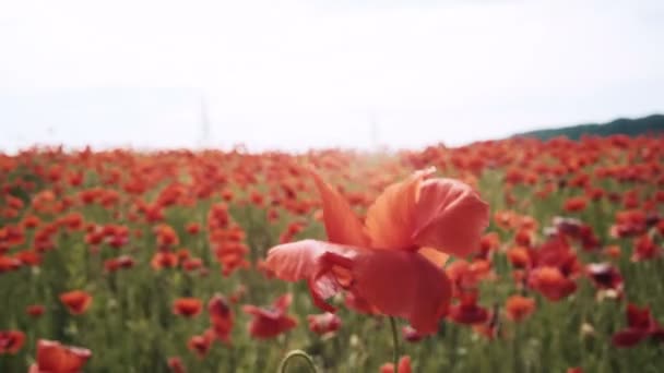 Campo Poppy Pôr Sol Campo Campo Ópio Nascer Sol — Vídeo de Stock