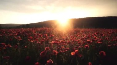 Haşhaş alan. Günbatımı alanında. Sunrise afyon alan.