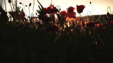 Haşhaş alan. Günbatımı alanında. Sunrise afyon alan.