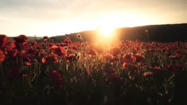 Haşhaş alan. Günbatımı alanında. Sunrise afyon alan.