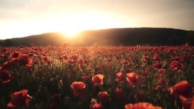 Haşhaş alan. Günbatımı alanında. Sunrise afyon alan.