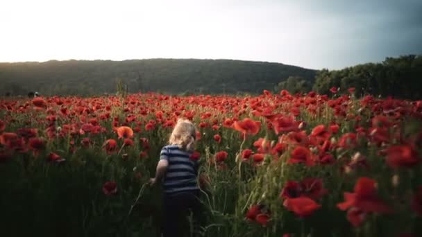 Счастливый Ребенок Играет Цветами Поле Закате Гуляет Свежем Воздухе Летом — стоковое видео