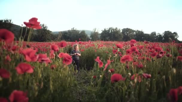 Niño Feliz Juega Con Flores Campo Amapola Atardecer Caminar Aire — Vídeos de Stock