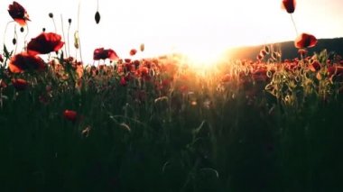 Haşhaş alan. Günbatımı alanında. Sunrise afyon alan.