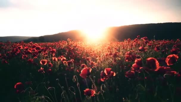 Champ Pavot Coucher Soleil Sur Terrain Champ Opium Sunrise — Video