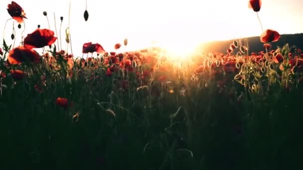 Campo Poppy Pôr Sol Campo Campo Ópio Nascer Sol — Vídeo de Stock