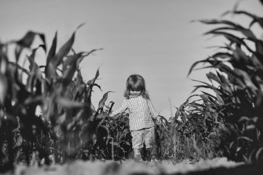 Yeşil mısır tarlasında küçük bir çocuk ya da mısır