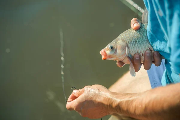 Peixe desengatado em mãos masculinas sobre fundo de água doce — Fotografia de Stock