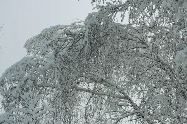 冬と自然の概念。たくさんの雪枝 — ストック写真