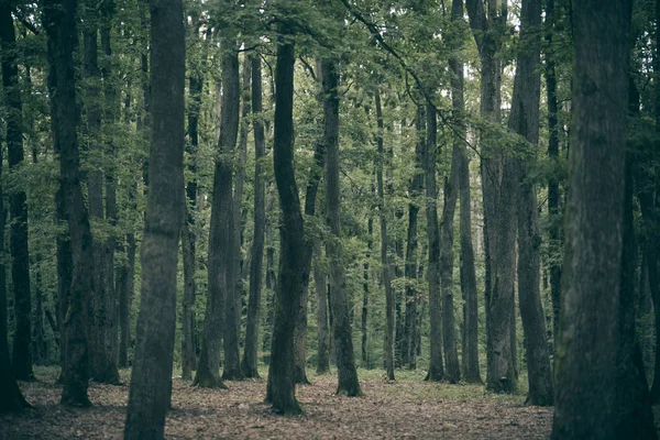 Viejos árboles altos con musgo en el bosque . — Foto de Stock