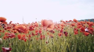 Haşhaş alan. Günbatımı alanında. Sunrise afyon alan.