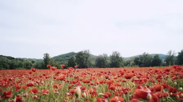 Mohnfeld Sonnenuntergang Auf Dem Feld Opiumfeld Sonnenaufgang — Stockvideo