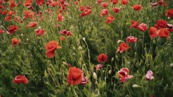 Campo Papavero Tramonto Sul Campo Campo Oppio All Alba — Video Stock