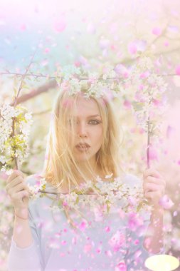 Çiçek açan çiçekler ağaç. Çiçek açan Sacura ağaç