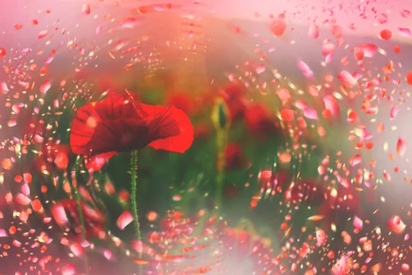 Красный цветок мака. Поппи-луг . — стоковое фото