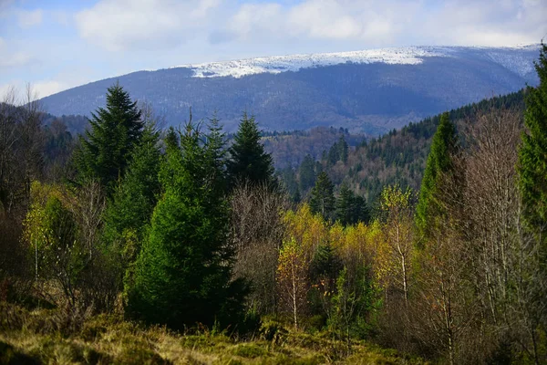 Fjellskoglandskap på en klar dag . – stockfoto