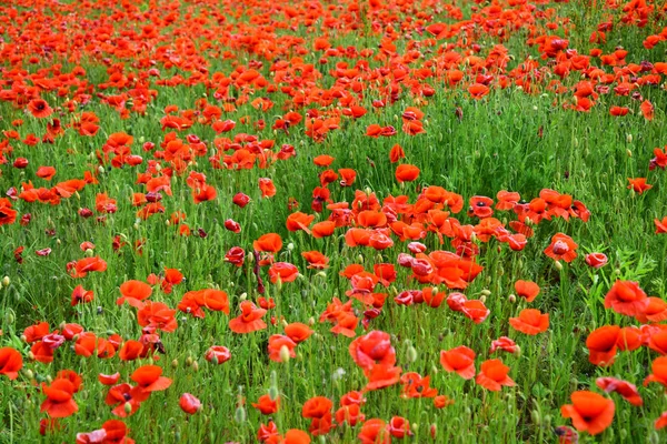 Dia da lembrança, Dia de Anzac, serenidade . — Fotografia de Stock