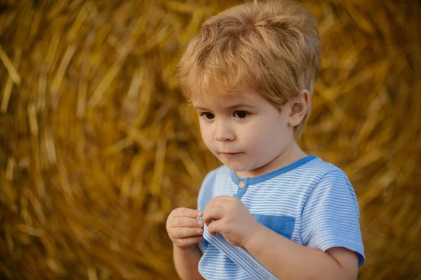 Summer on farm, ranch or countryside — Stock Photo, Image