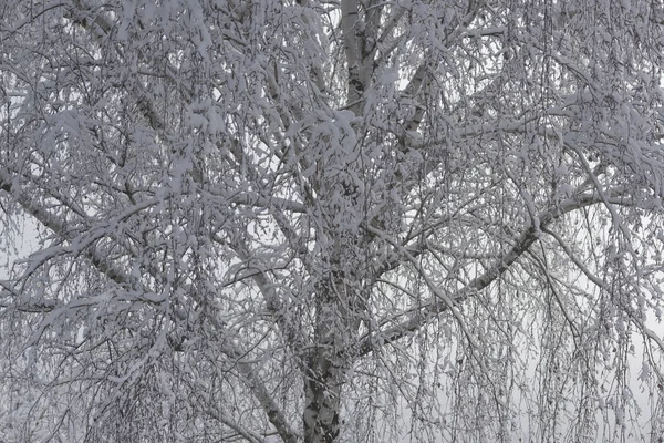 背景に光空と雪で覆われたツリー. — ストック写真
