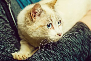 insan elinde evde beslenen hayvan, kedi