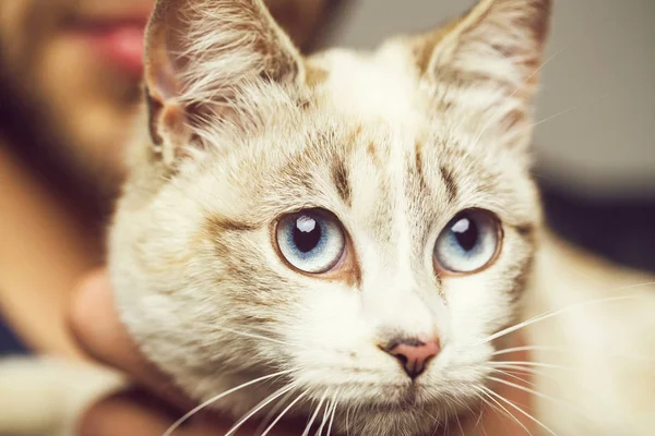 Gato con ojos grandes — Foto de Stock