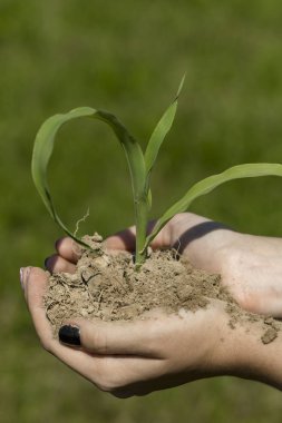 elini tut Filiz kara, yeni hayat.