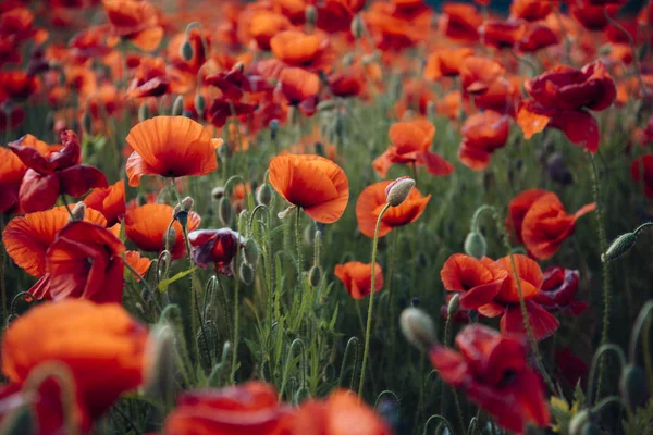 들에 피는 붉은 양귀비의 꽃. — 스톡 사진