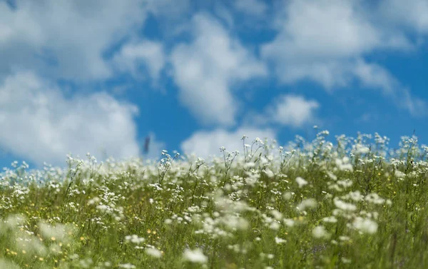 Zomervakantie, natuur, Wellness. — Stockfoto