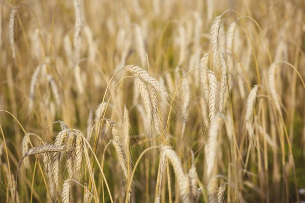 Wheat spikelets, cereal grain, seeds, agriculture