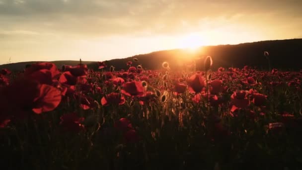 Mohnfeld Sonnenuntergang Auf Dem Feld Opiumfeld Sonnenaufgang — Stockvideo