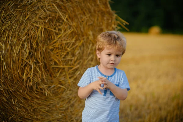 Summer, harvest season — Stock Photo, Image