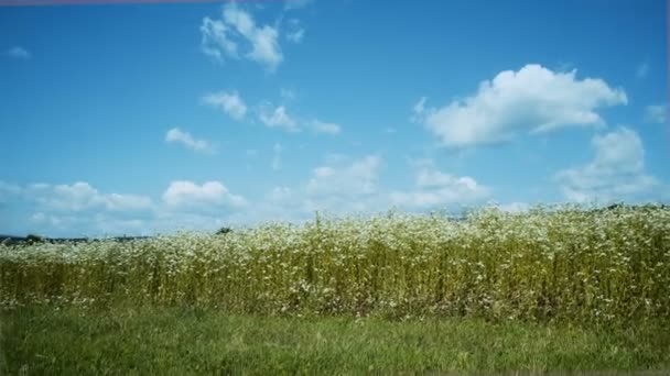 Fleurs Camomille Sur Une Prairie Été Belle Femme Dans Prairie — Video